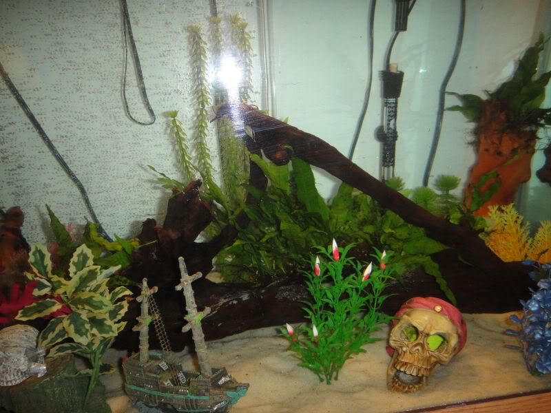 driftwood.jpg
