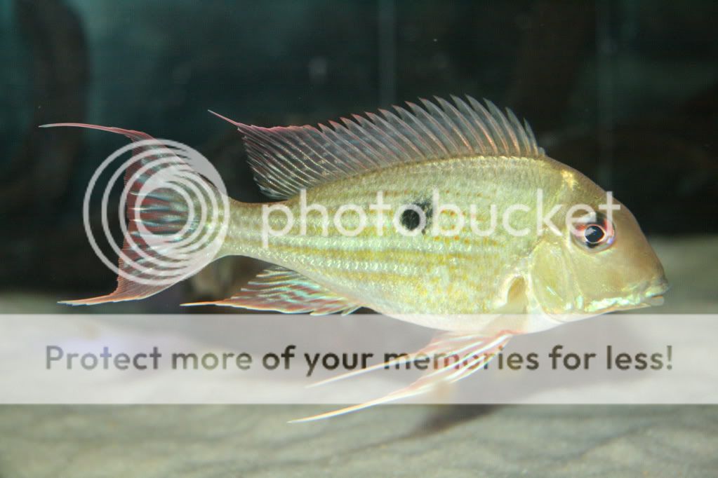 Geophagus_abalios_042509_01.jpg