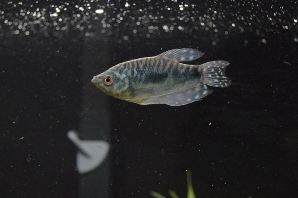 male_gourami_zps8f03b8a6.jpg