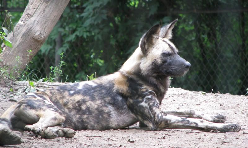 AfricanHuntingDog.jpg