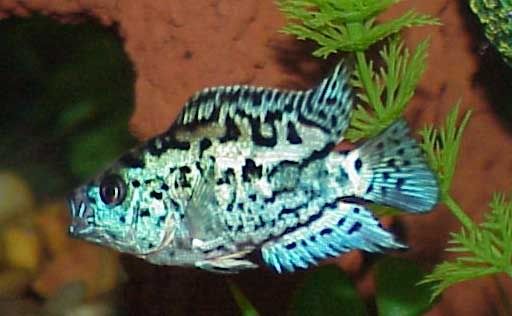 BlueDempsey2.jpg