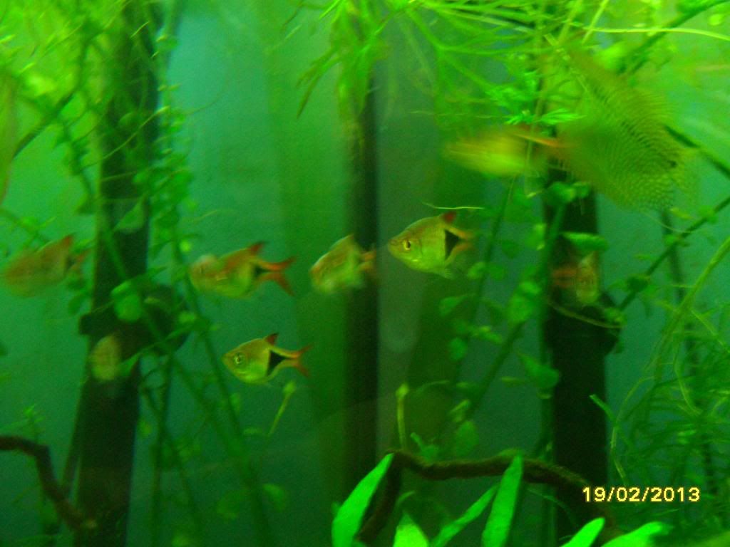 SAM_0692_zpsc1e32f92.jpg