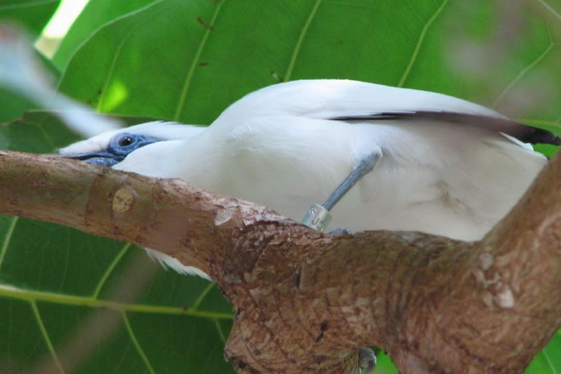 Bird2.jpg