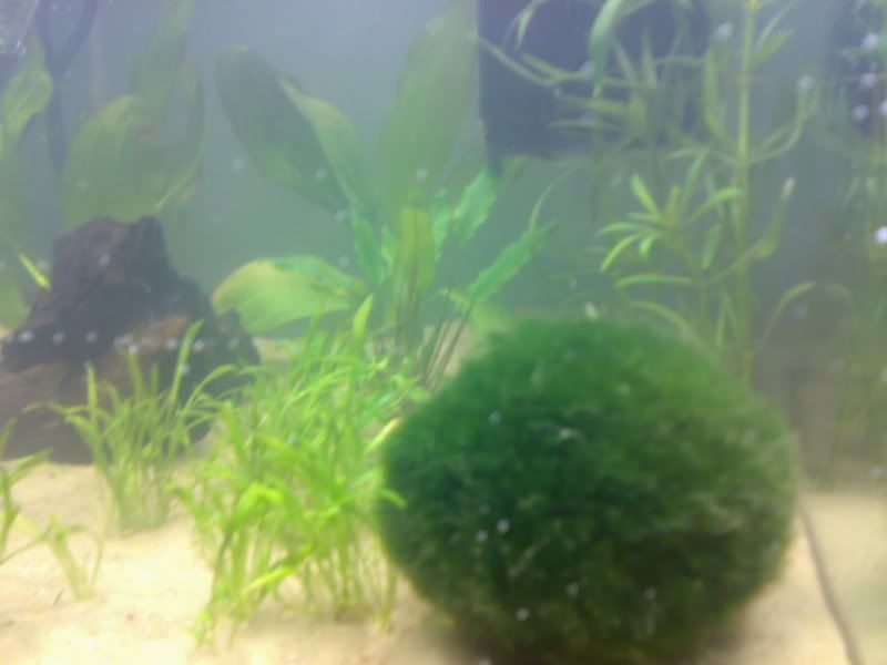 24042007085.jpg