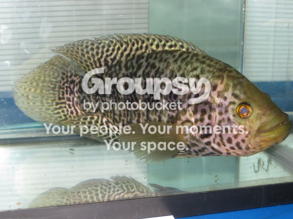 SpringFishExpo10063.jpg