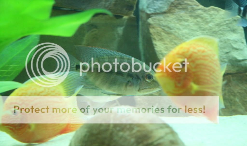 Hoplarchus_psittacus_011309_01.jpg