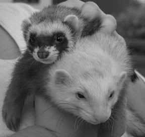 bestbuds1.jpg