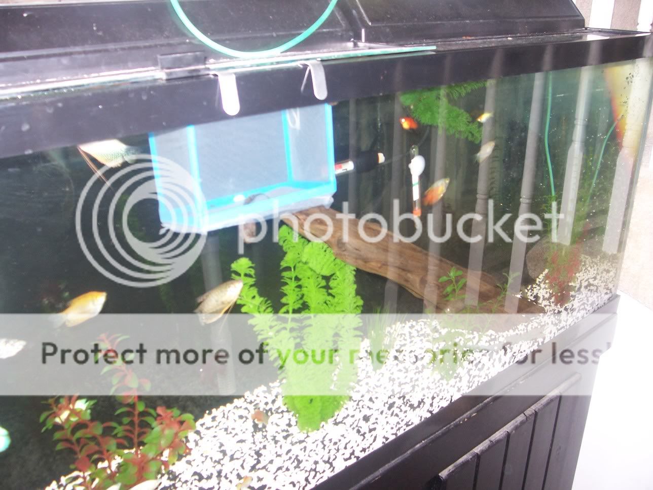 FishTank007.jpg
