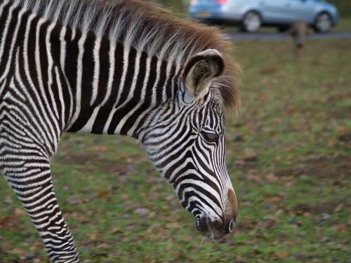 zebra.jpg