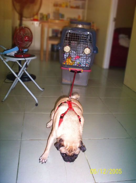 Pugsleeweightpull001.jpg
