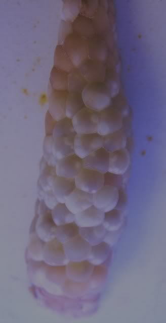 S7003183.jpg