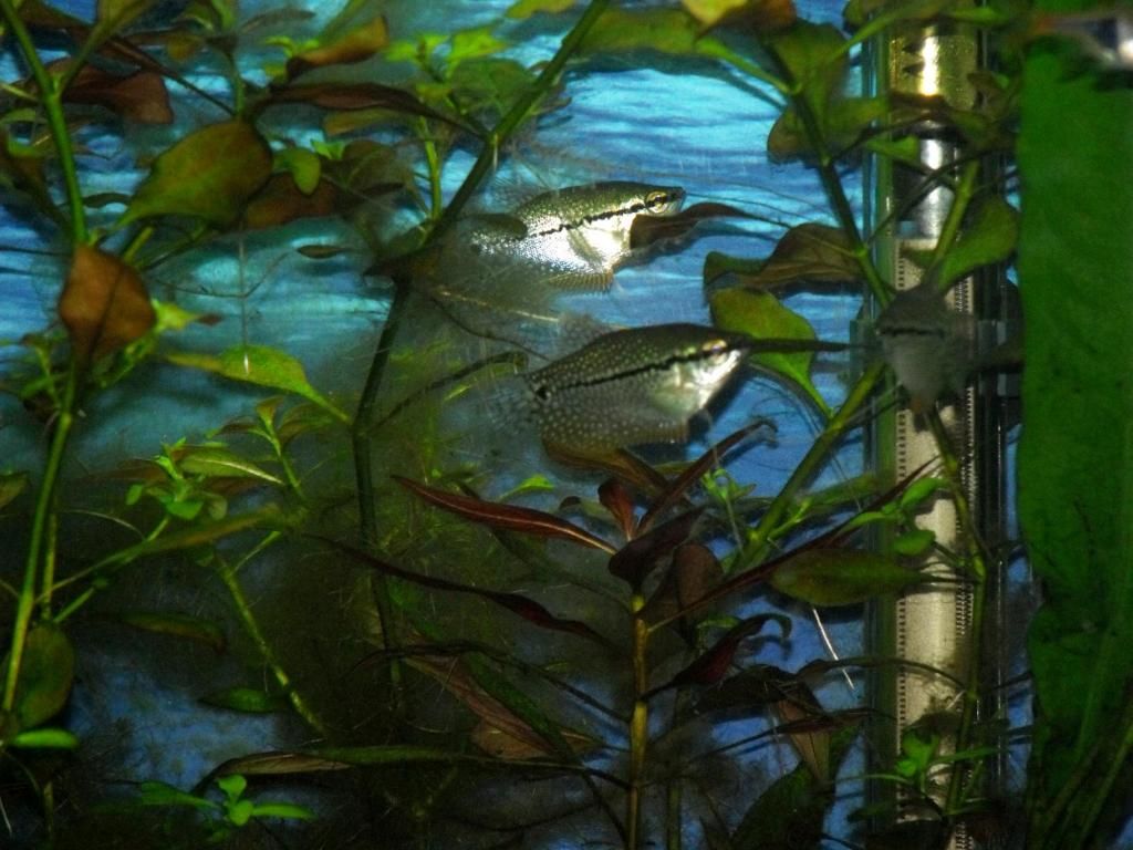 3gourami_zps290a7dc6.jpg