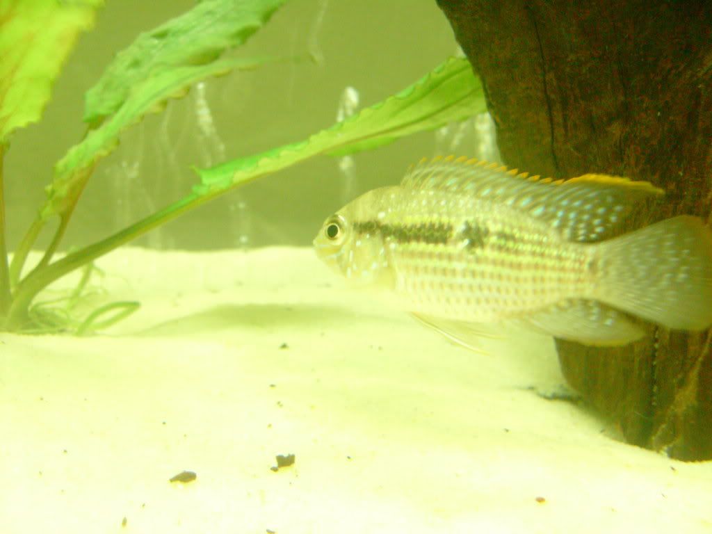 SANY0010.jpg