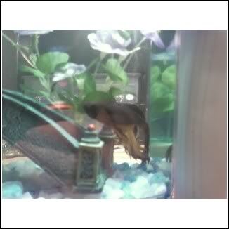 betta4.jpg