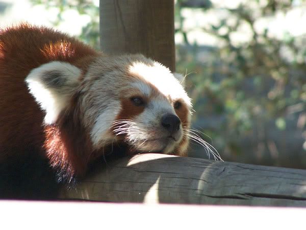 redpanda2.jpg