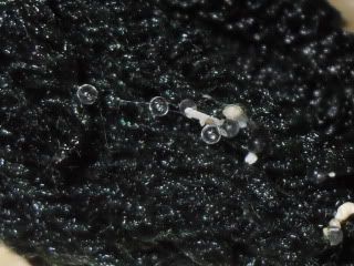 SDC13427.jpg