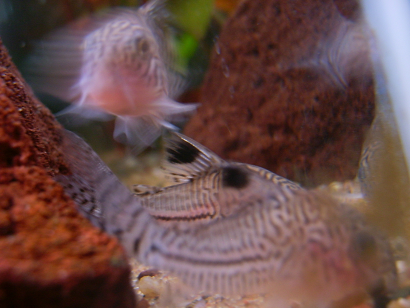 Corydoras10.png