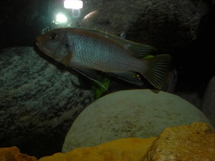 DSCN0816.jpg