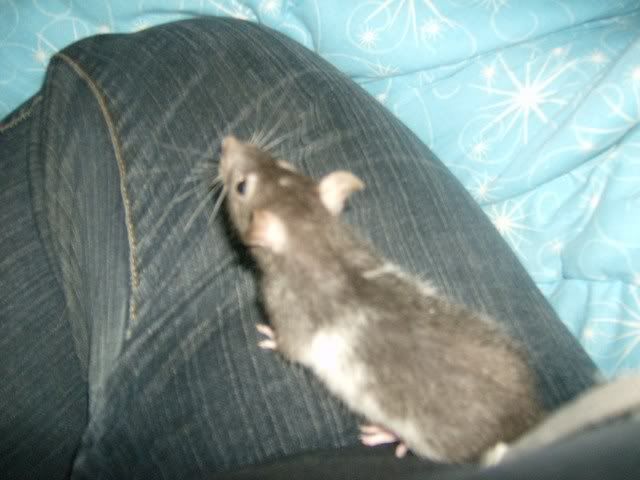 Rats029.jpg