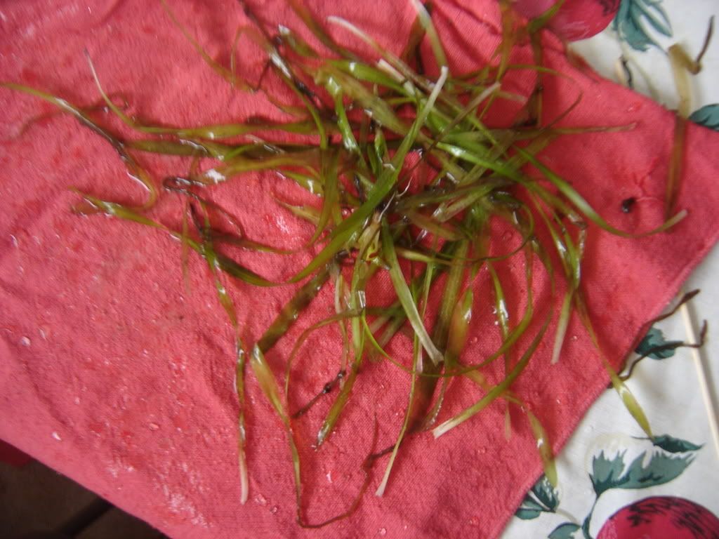 progessof20gallon024.jpg