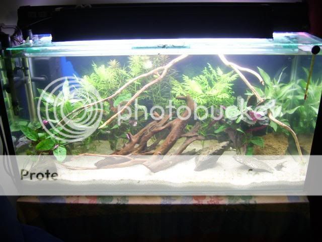 fuull_planted_531.jpg