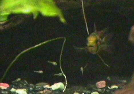 04_08_14FCacatuoideswFry5.jpg