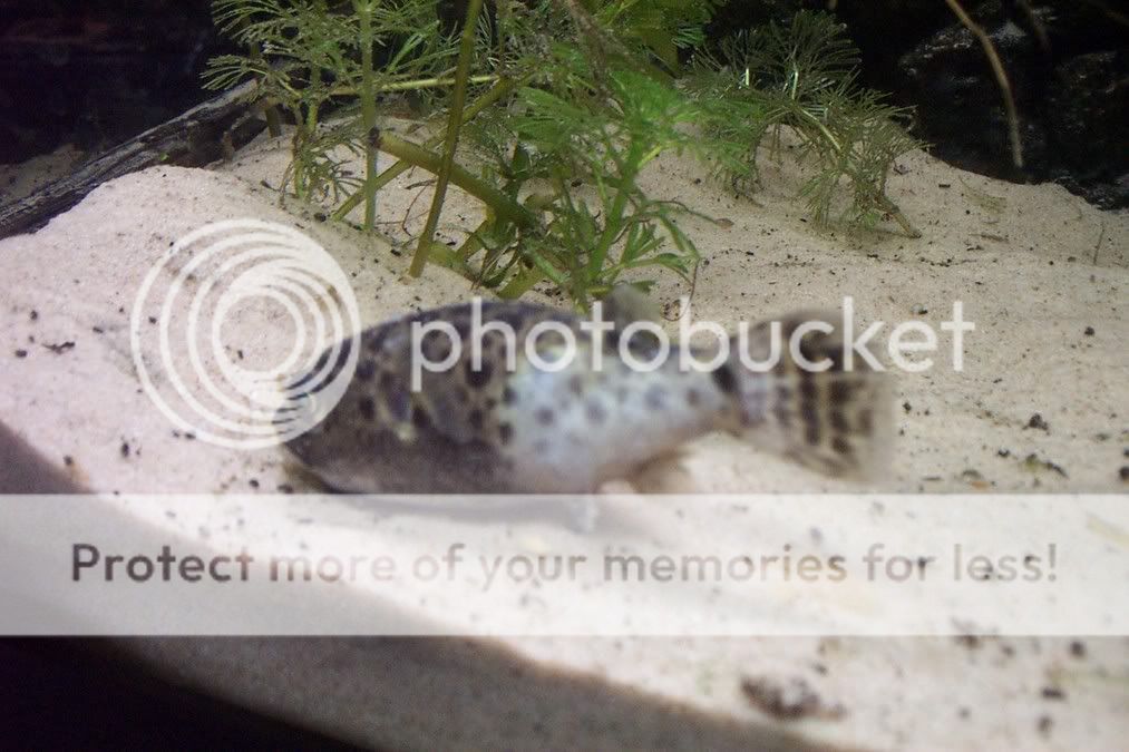 Sickpuffer003.jpg