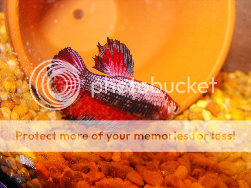 newfish014.jpg