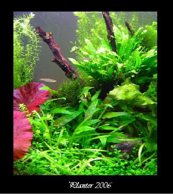 planter2006.jpg