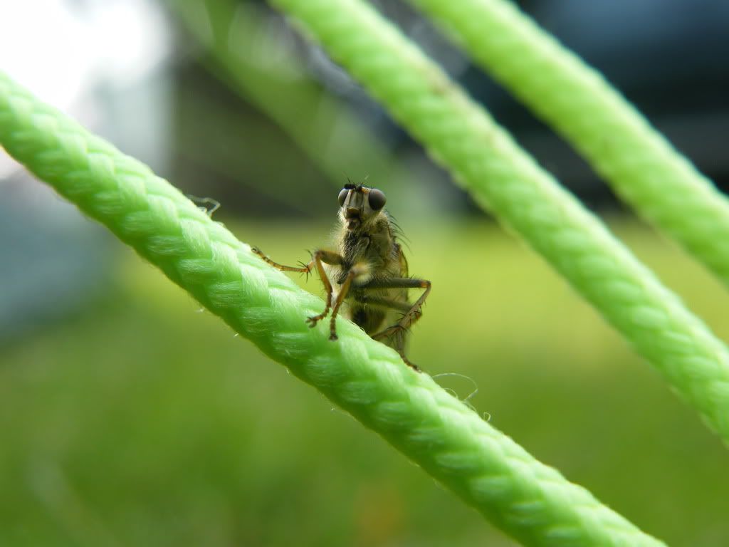 DSCF4769.jpg