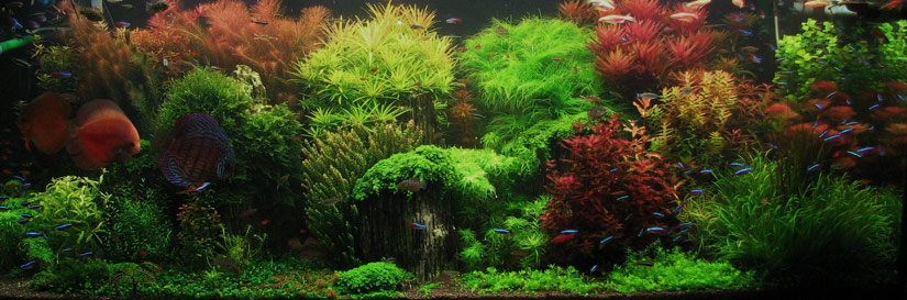 aquascape5.jpg