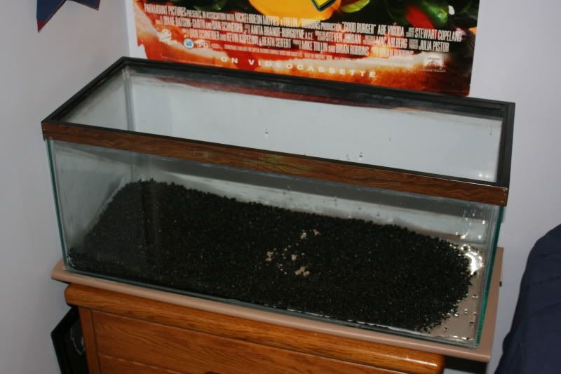 20GallonPlanted05.jpg