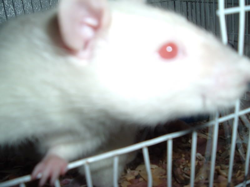 jimmyandsquishy005.jpg