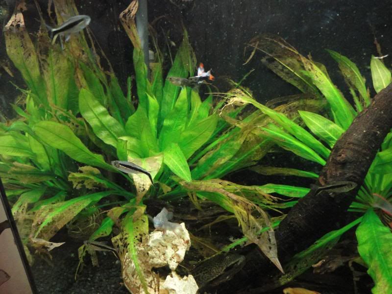 plant001.jpg