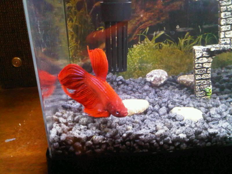 betta.jpg