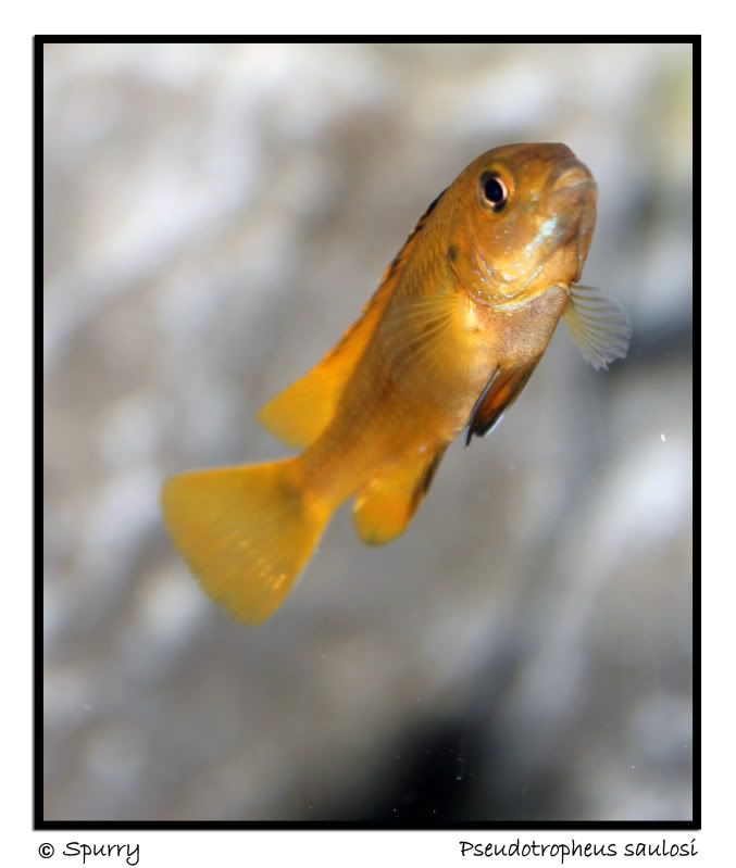 Pseudotropheussaulosi11.jpg