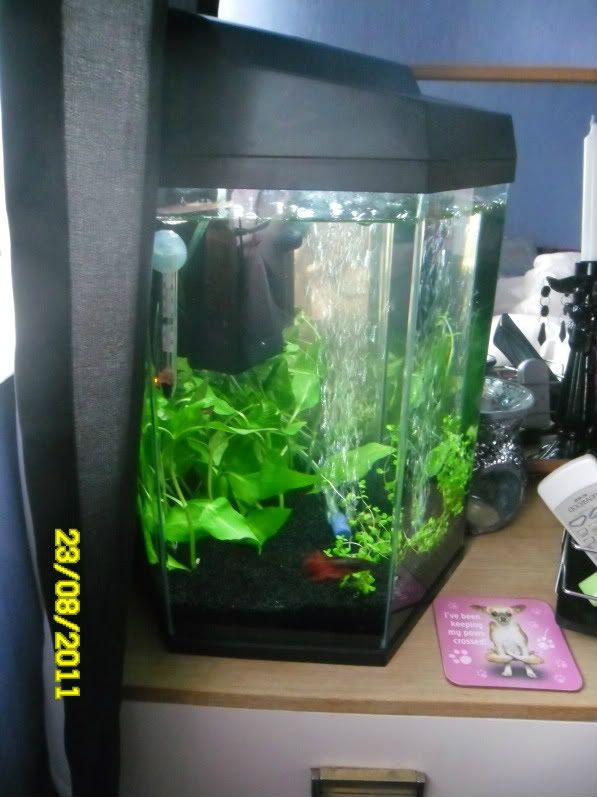 Bettas039.jpg