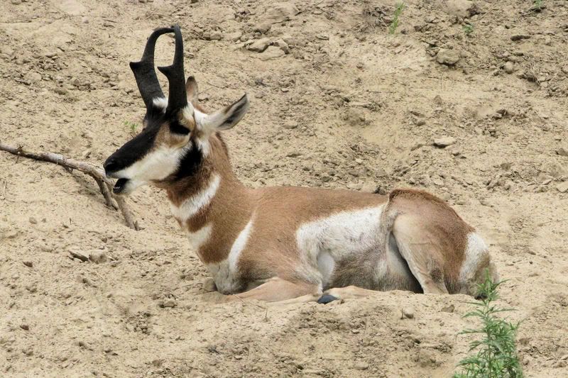 PronghornAntelope2.jpg