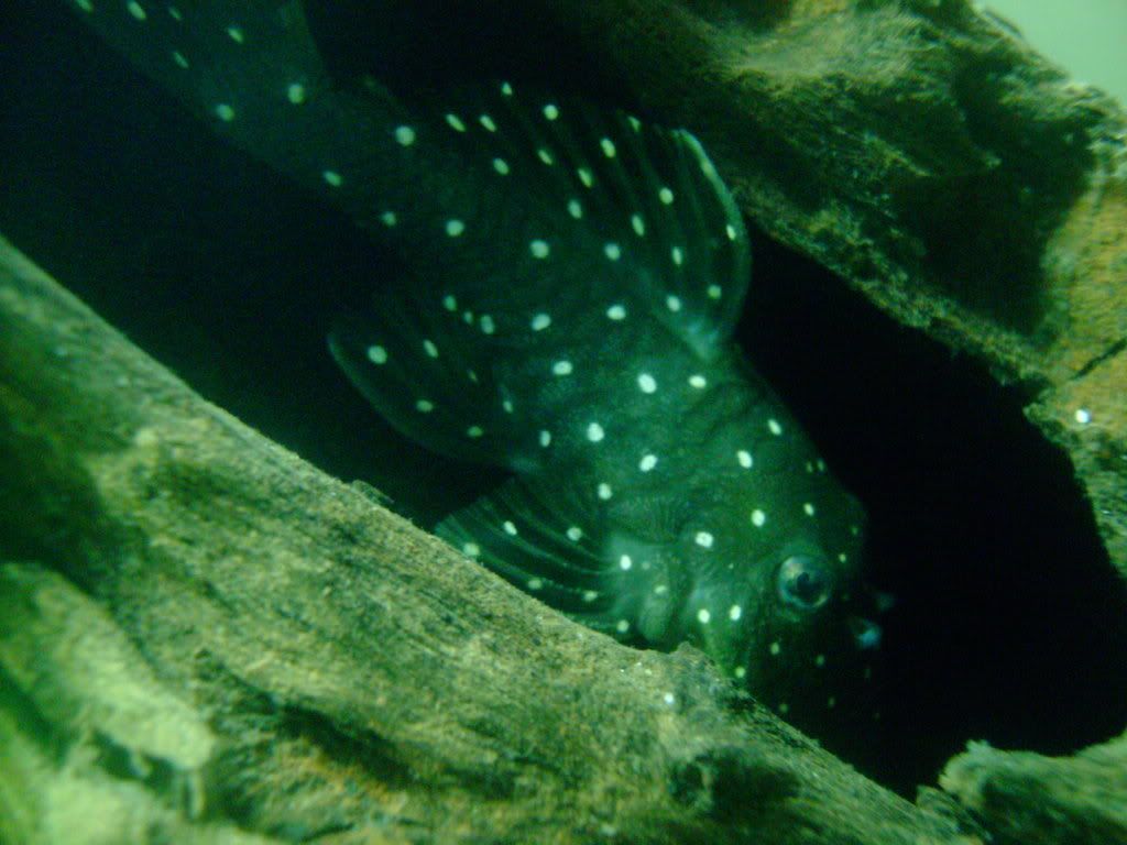 SANY0004.jpg