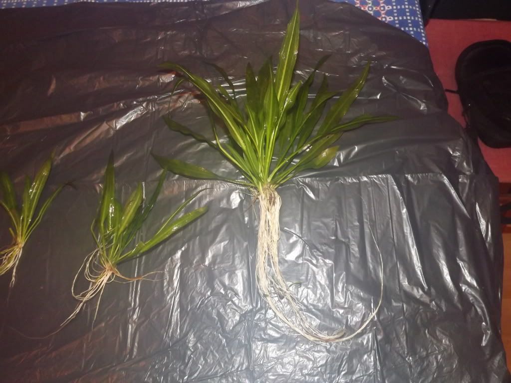 plants008.jpg