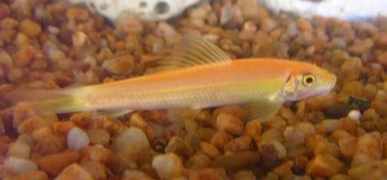 goldensucker.jpg