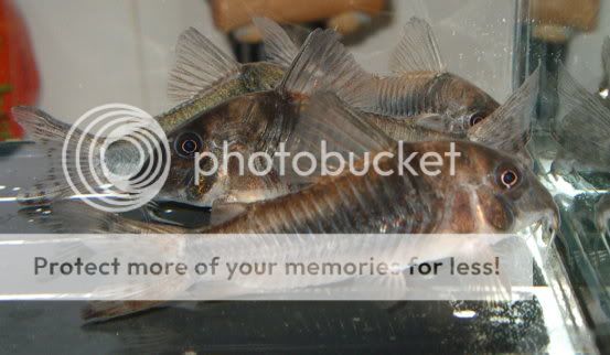CorydorasSeptentrionalis.jpg