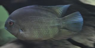 greensev2.jpg