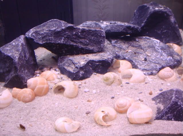 shelliebiotope011.jpg