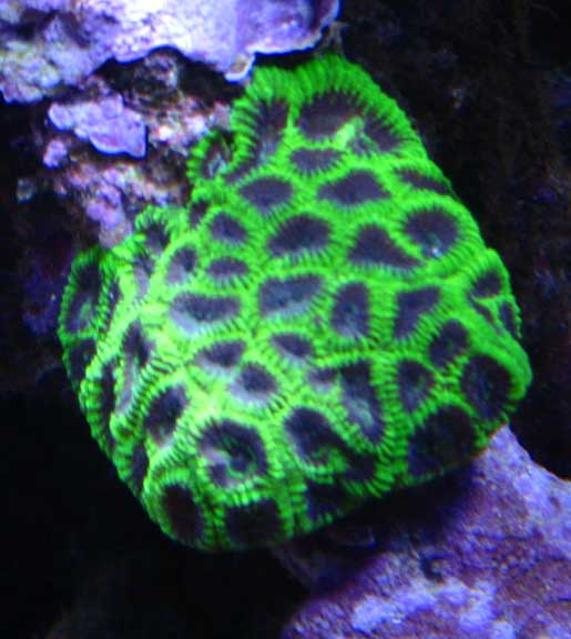 Oct2010Favia.jpg