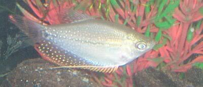 Pearl-2.jpg