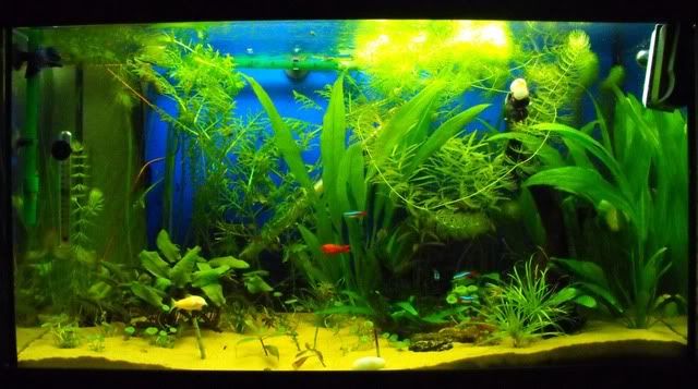 2010_0908fish0004.jpg