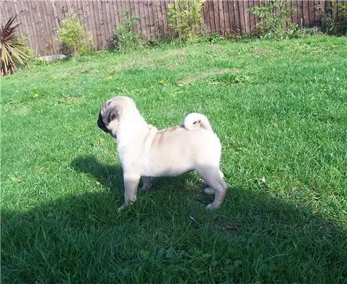 puppy28906.jpg