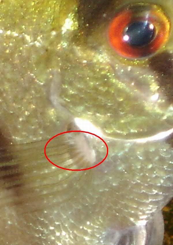 MaleAngelFinCloseupsideview.jpg