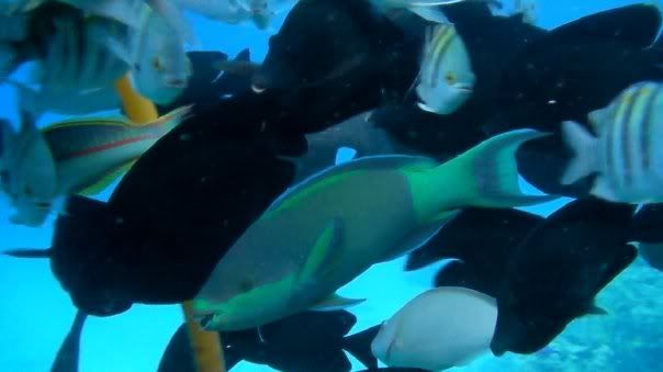 fish21.jpg